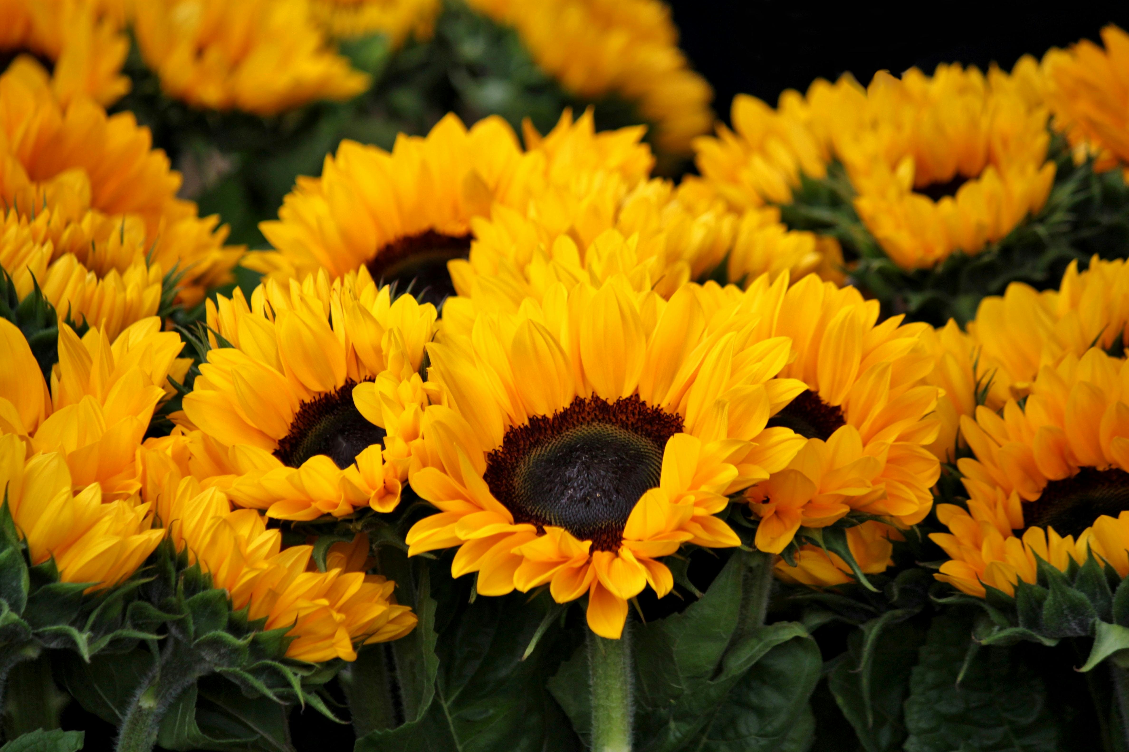 A vibrant bunch of yellow sunflowers with green leaves