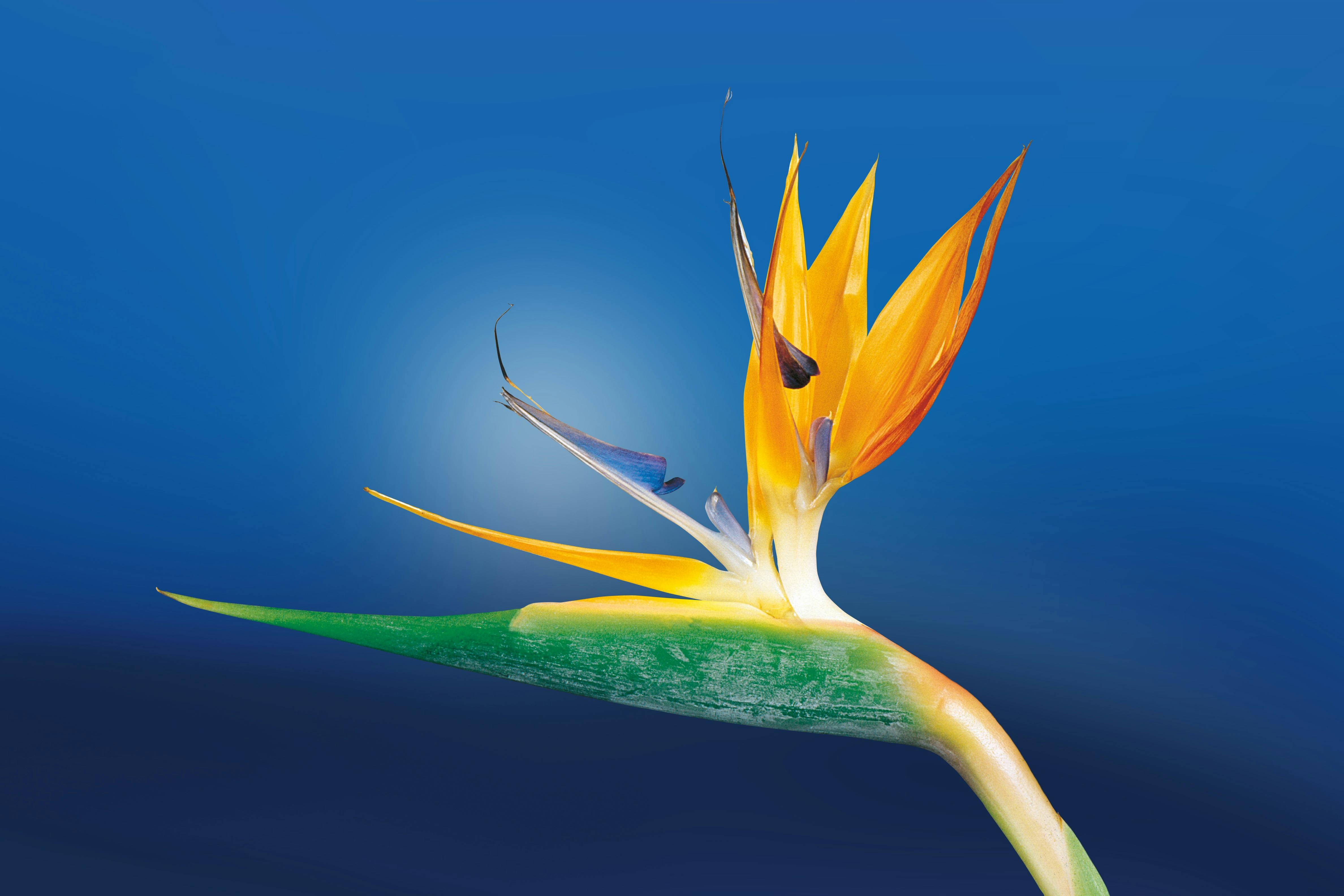 Bird of paradise flower with vibrant colors