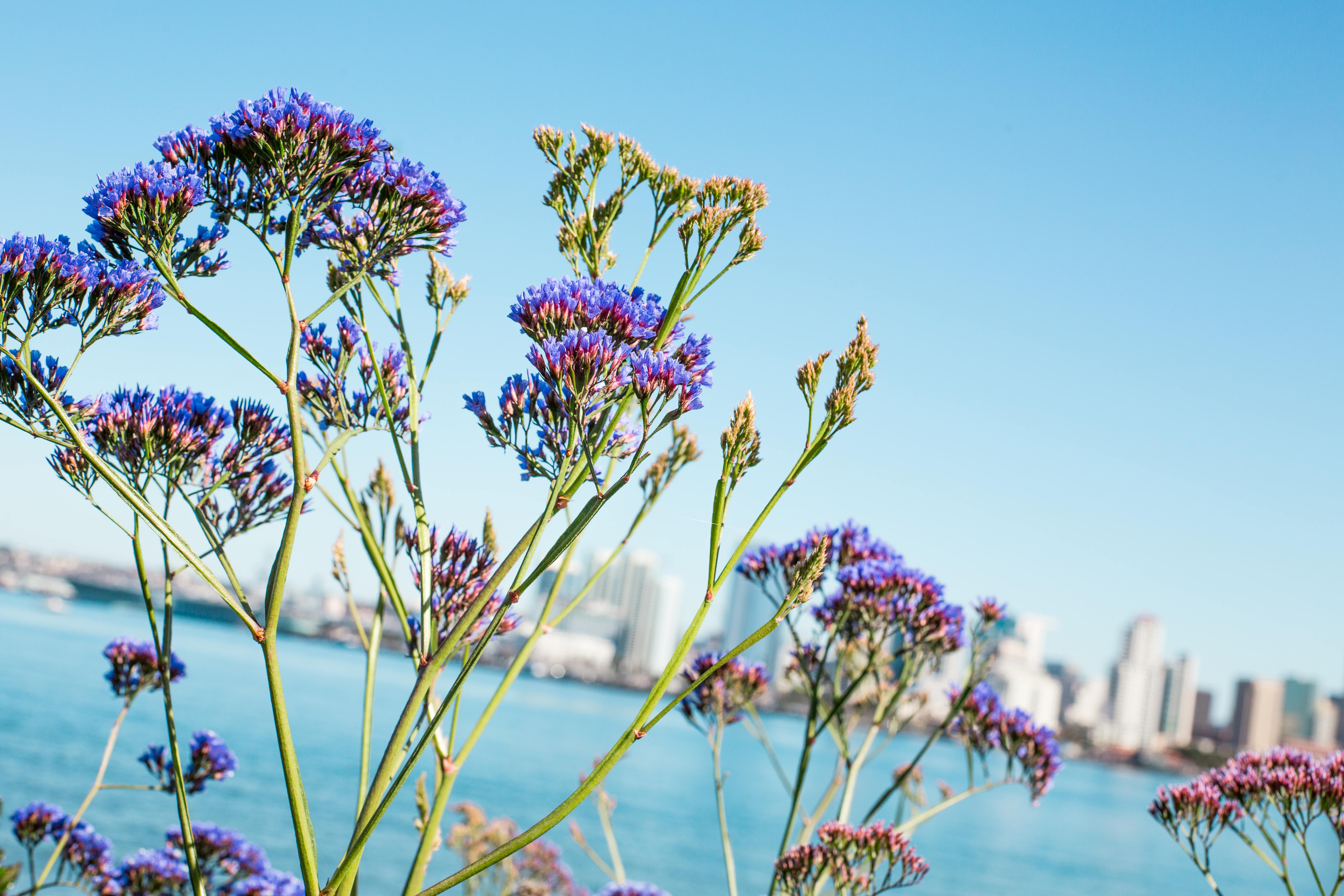 A cluster of vibrant purple flowers