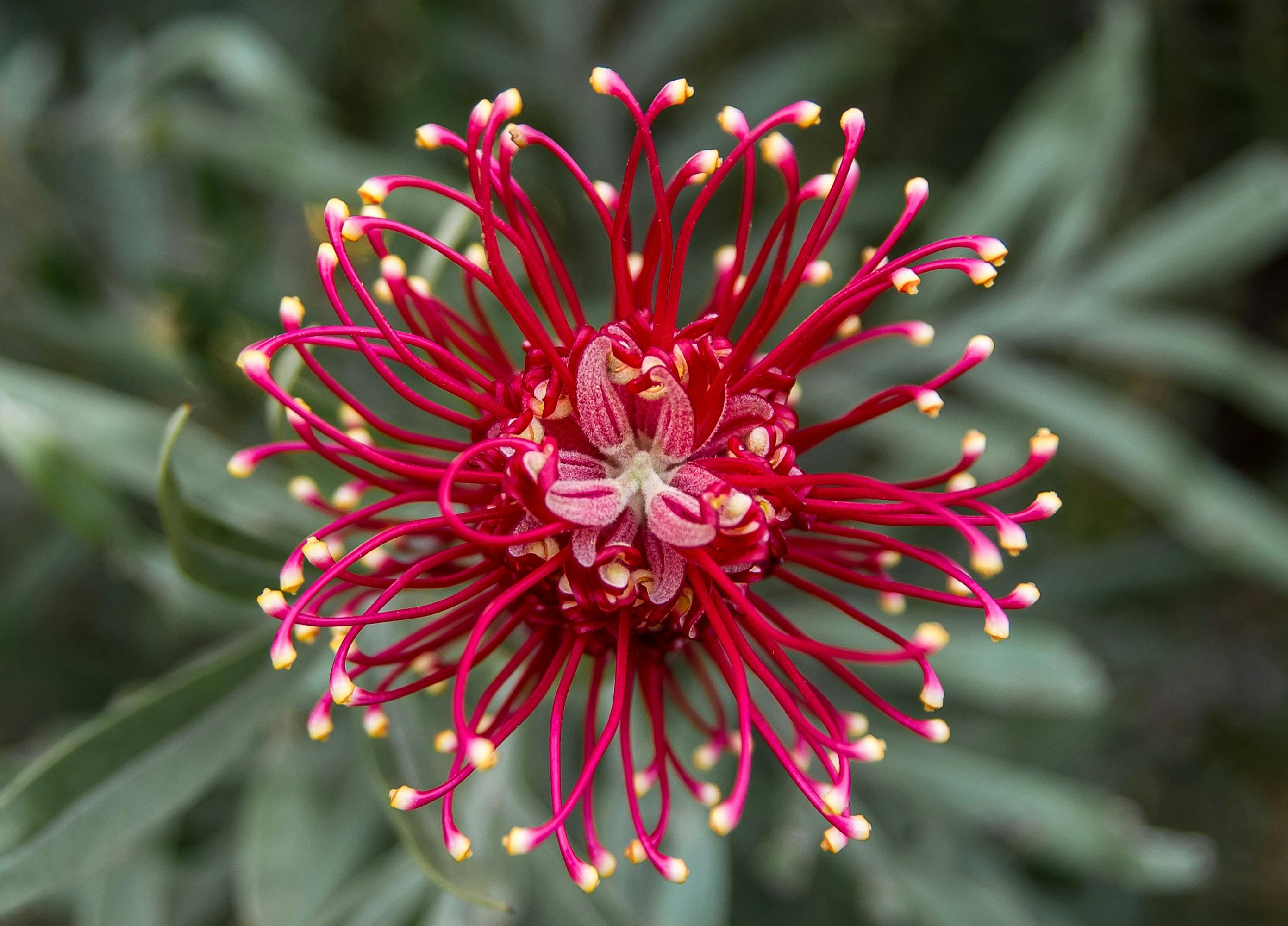 Close-up of a vibrant red flower