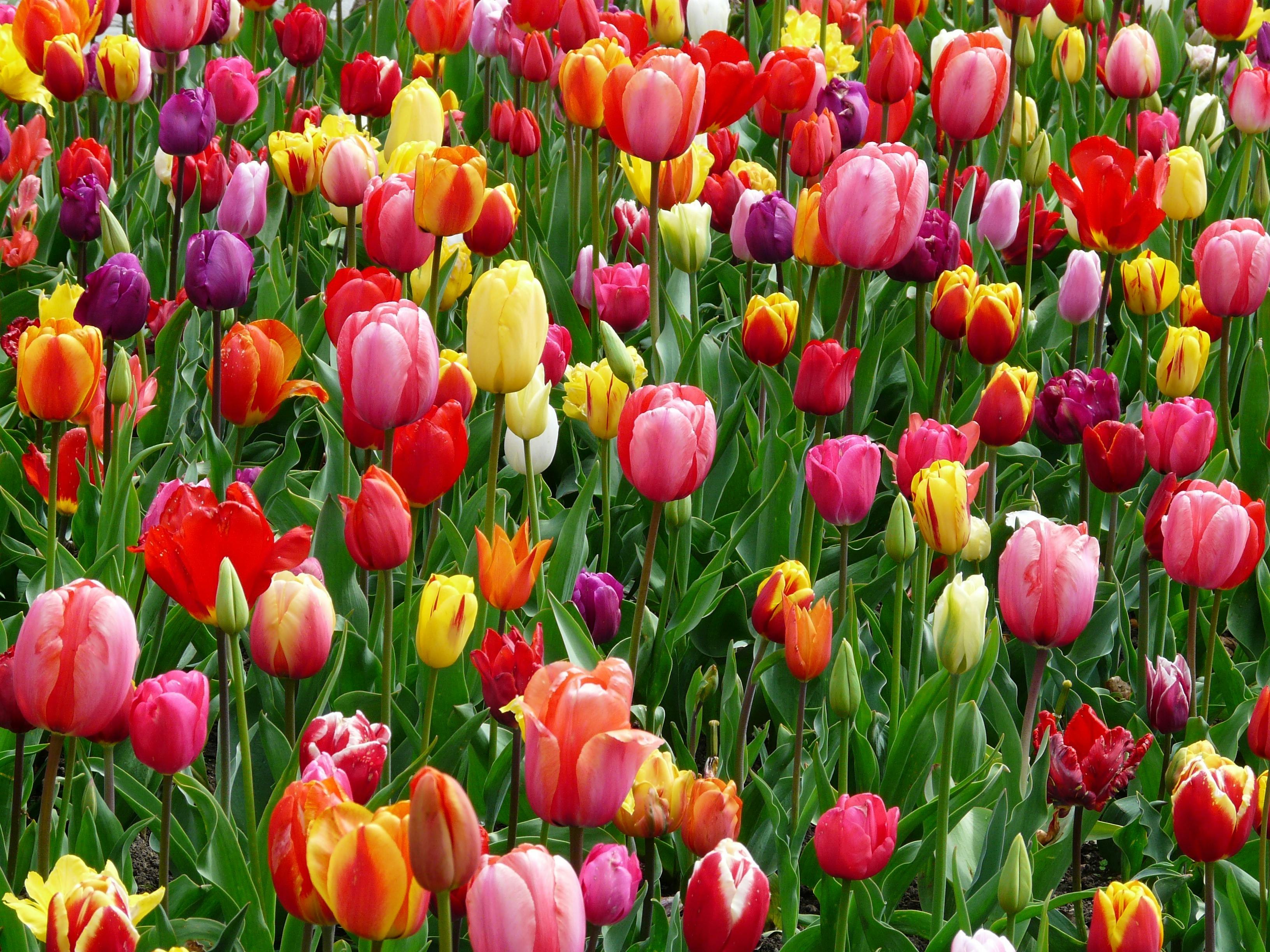 A vibrant field of colorful tulips blooms under a clear sky