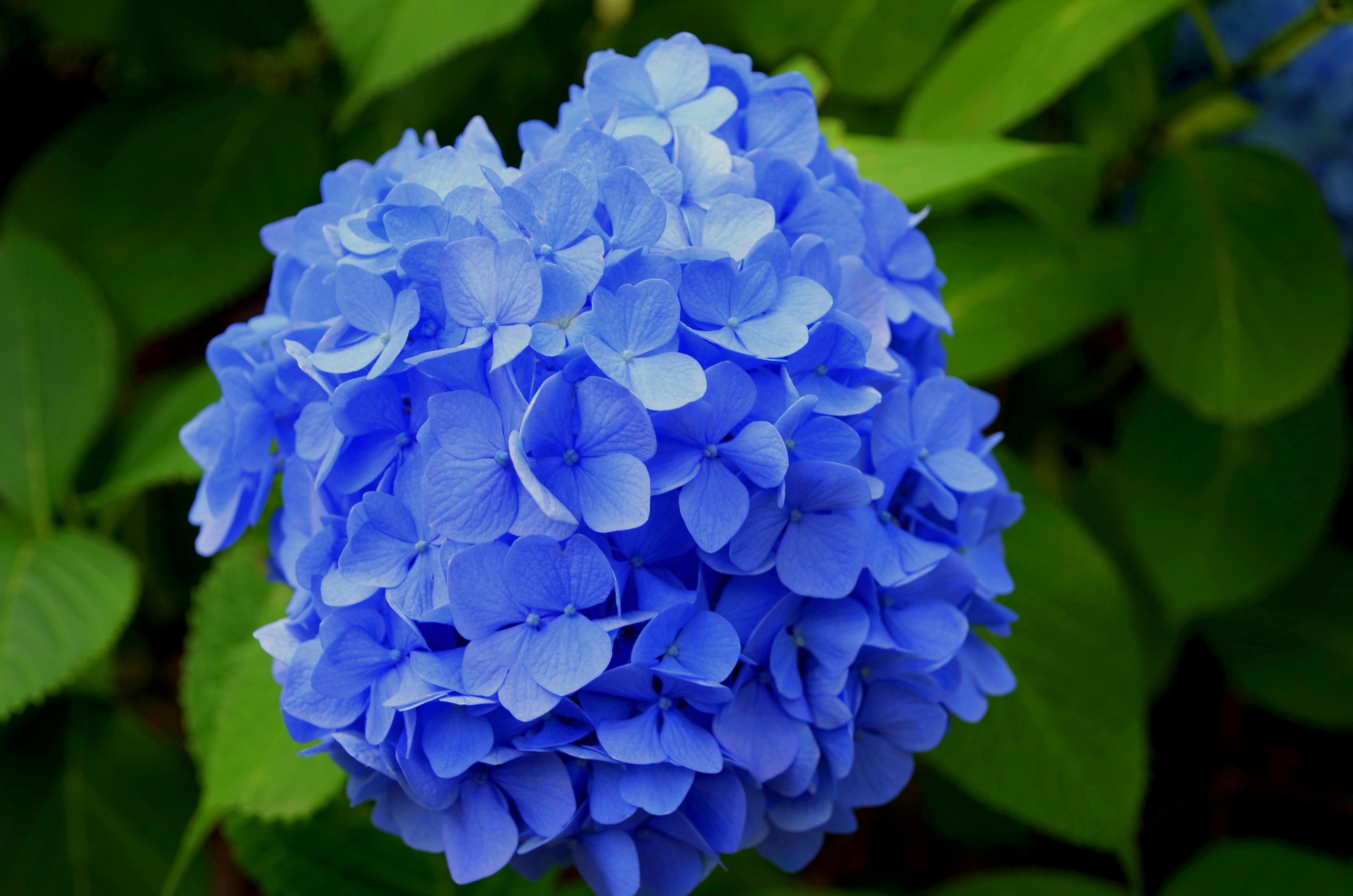 A vibrant blue flower stands out