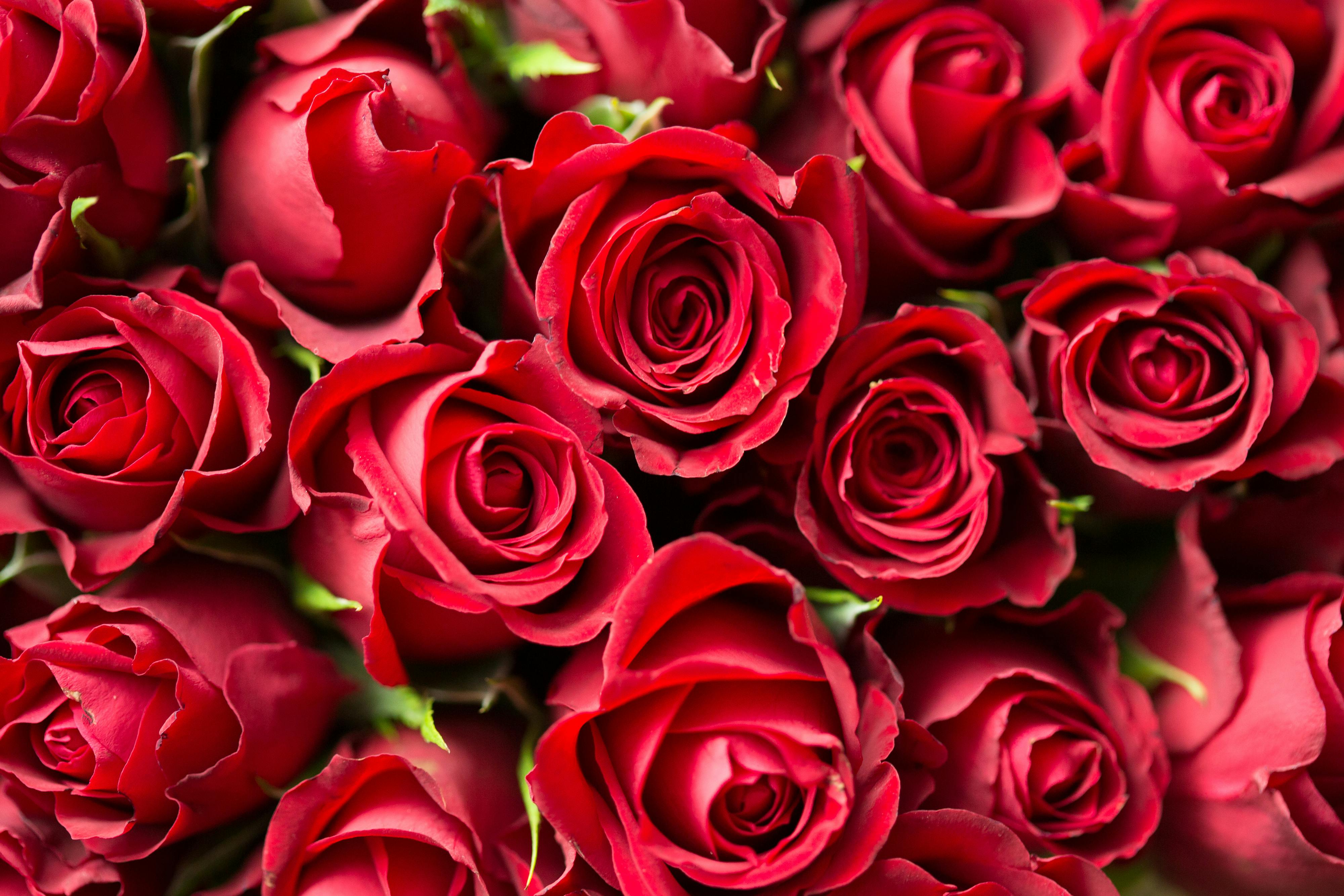 Close-up of a vibrant bunch of red roses