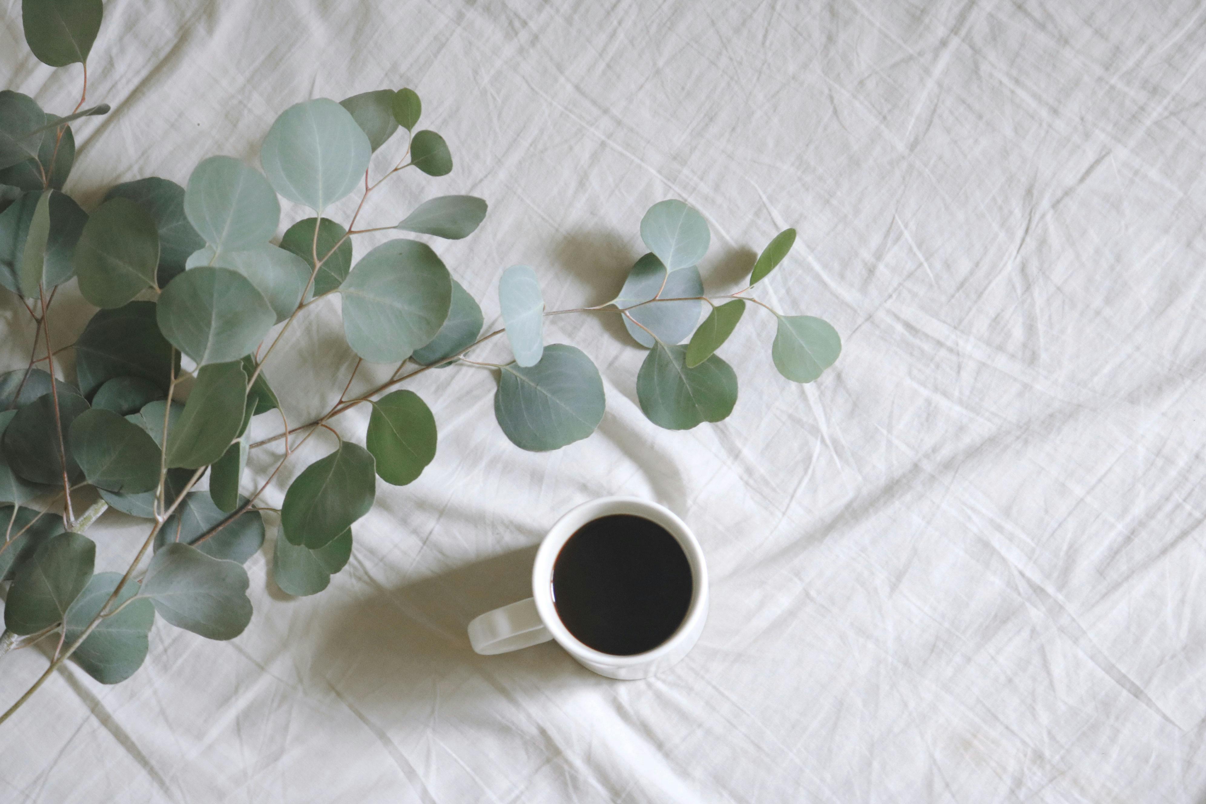 A cup of coffee surrounded by fresh eucalyptus leaves