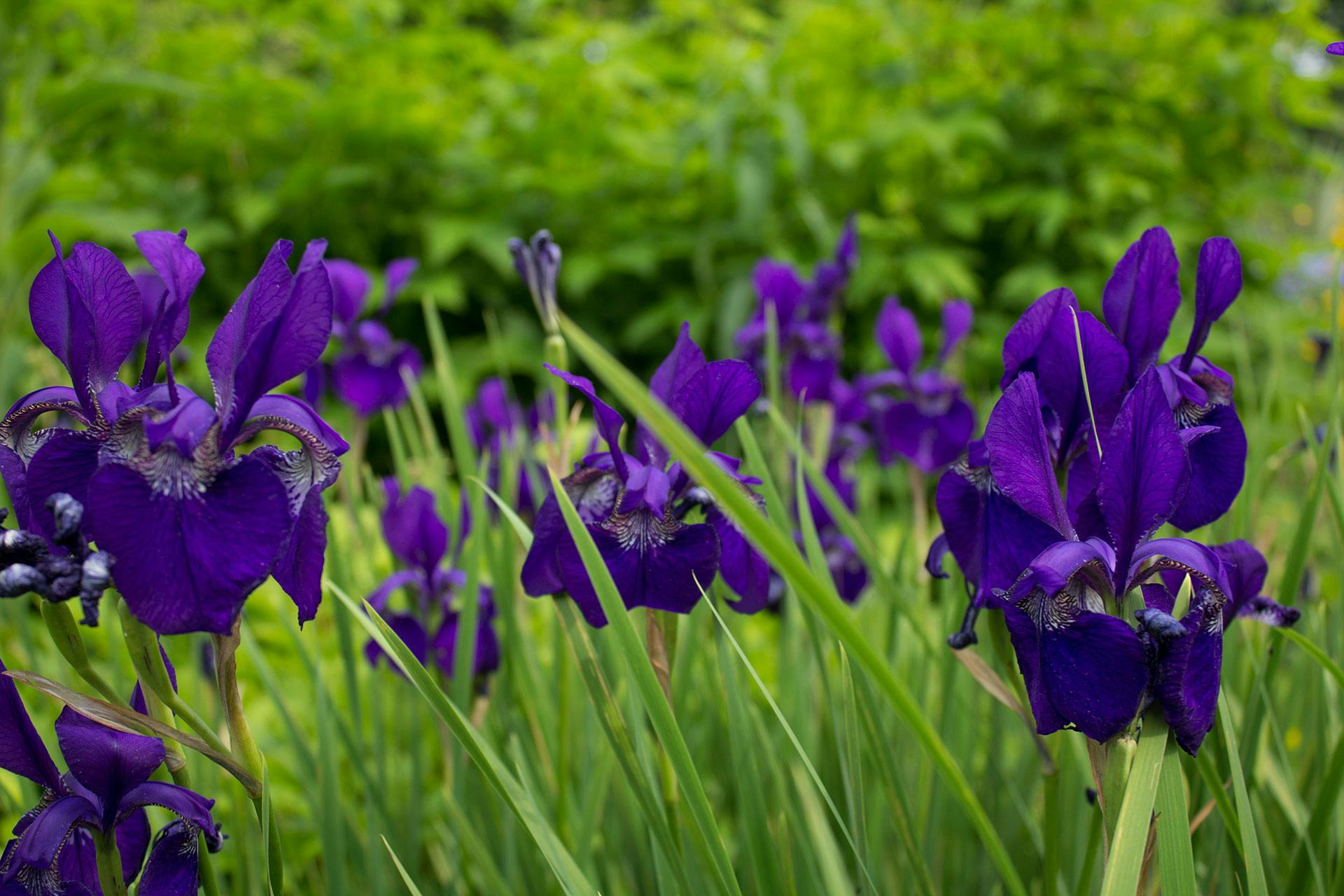 A vibrant group of purple flowers blooming in a sunny field