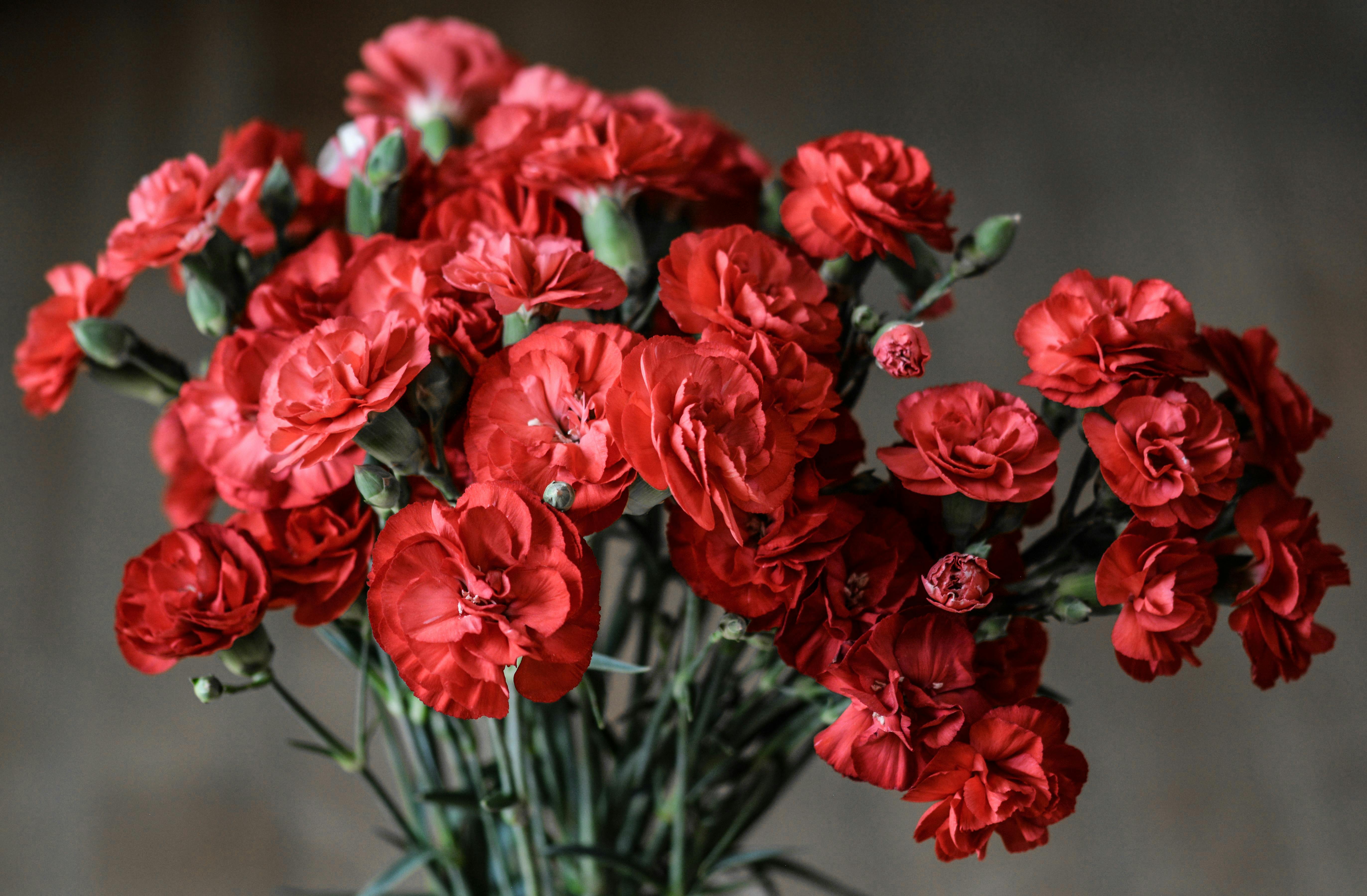 A vase filled with vibrant red carnations